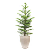Christmas Tree Plant In A Pot